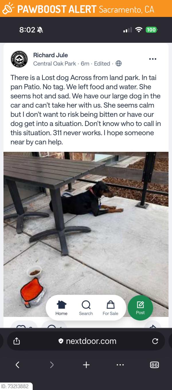 Found/Stray Female Dog last seen Freeport Boulevard, Sacramento, CA 95822