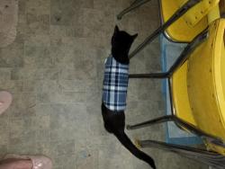 Lost Female Cat last seen Paulding street, Fort Wayne, IN 46807