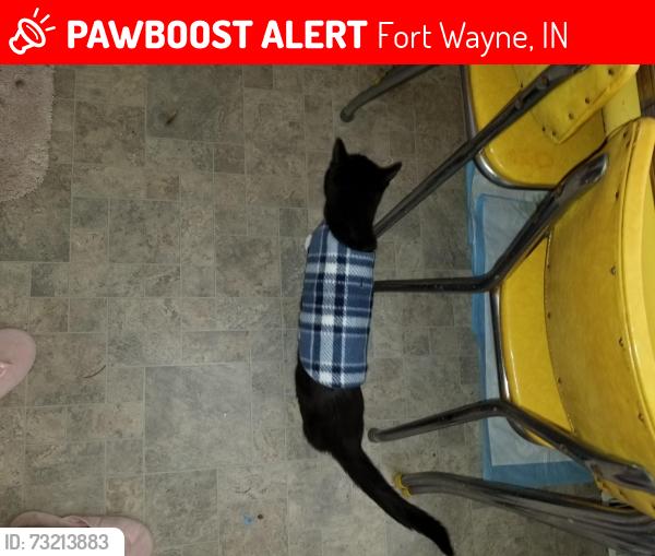 Lost Female Cat last seen Paulding street, Fort Wayne, IN 46807