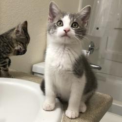 Shelter Stray Male Cat last seen Near Data Dr, Rancho Cordova, CA, 6201 Florin Perkins Rd, Sacramento, CA 95828, USA
