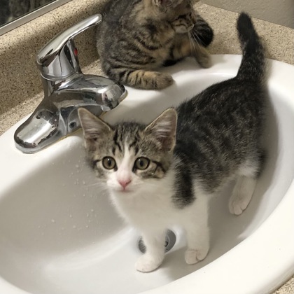 Shelter Stray Male Cat last seen Near Data dr #305, Rancho Cordova, CA, 6201 Florin Perkins Rd, Sacramento, CA 95828, USA
