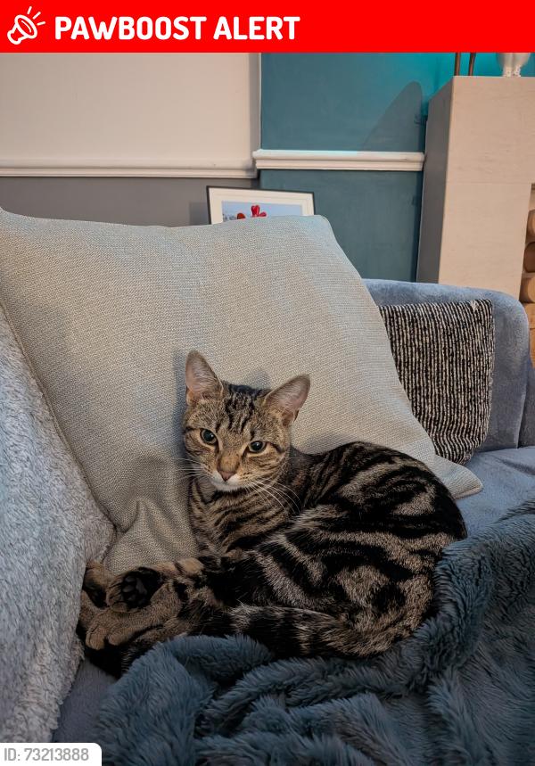 Lost Female Cat last seen Hodgson centre, werrington, Peterborough, England PE4 5BY