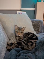 Lost Female Cat last seen Hodgson centre, werrington, Peterborough, England PE4 5BY