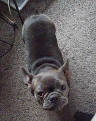 Lost Female Dog last seen St. Anthony’s bazar /seminary, El Paso, TX 79903