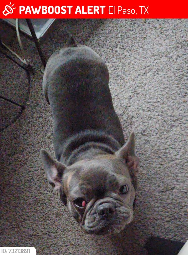 Lost Female Dog last seen St. Anthony’s bazar /seminary, El Paso, TX 79903