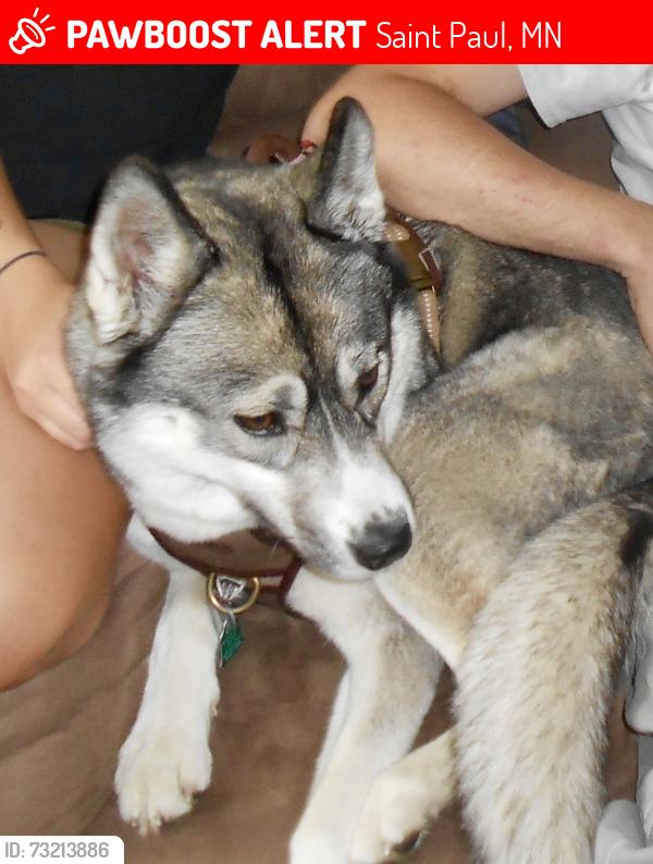 Lost Female Dog last seen York Ave and White Bear Ave, Saint Paul, MN 55119