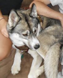 Lost Female Dog last seen York Ave and White Bear Ave, Saint Paul, MN 55119