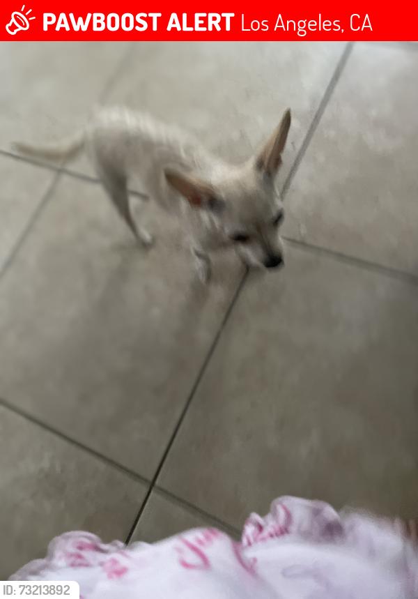 Lost Female Dog last seen Santa Ana and Gorman ave, Los Angeles, CA 90059