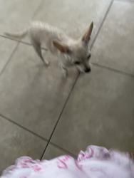 Lost Female Dog last seen Santa Ana and Gorman ave, Los Angeles, CA 90059