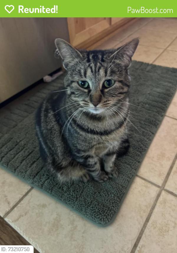 Reunited Female Cat last seen Lookout Ridge Neighborhood, Washougal, WA 98671