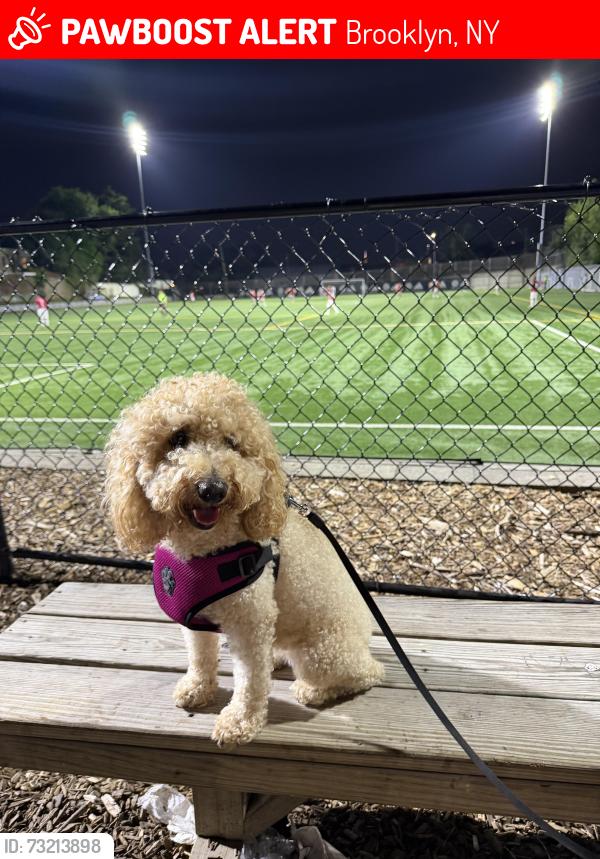 Lost Female Dog last seen Monroe st, Brooklyn, NY 11221