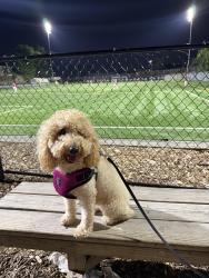 Lost Female Dog last seen Monroe st, Brooklyn, NY 11221