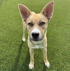 Shelter Stray Female Dog last seen Near E Madison Avenue, El Cajon, CA, 92020, El Cajon, CA 92020, USA