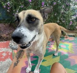 Shelter Stray Female Dog last seen Near L Street, San Diego, CA, 92102, 5500 Gaines St, San Diego, CA 92110, USA