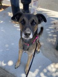 Shelter Stray Male Dog last seen Near Expedition Way, San Diego, CA, 92037, 5500 Gaines St, San Diego, CA 92110, USA