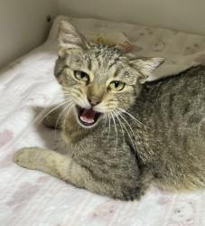 Shelter Stray Female Cat last seen Near Hwy 8 Business, El Cajon, CA, 92021, El Cajon, CA 92020, USA