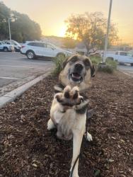 Shelter Stray Female Dog last seen Kurtz Street, San Diego, CA, 92110, 5500 Gaines St, San Diego, CA 92110, USA