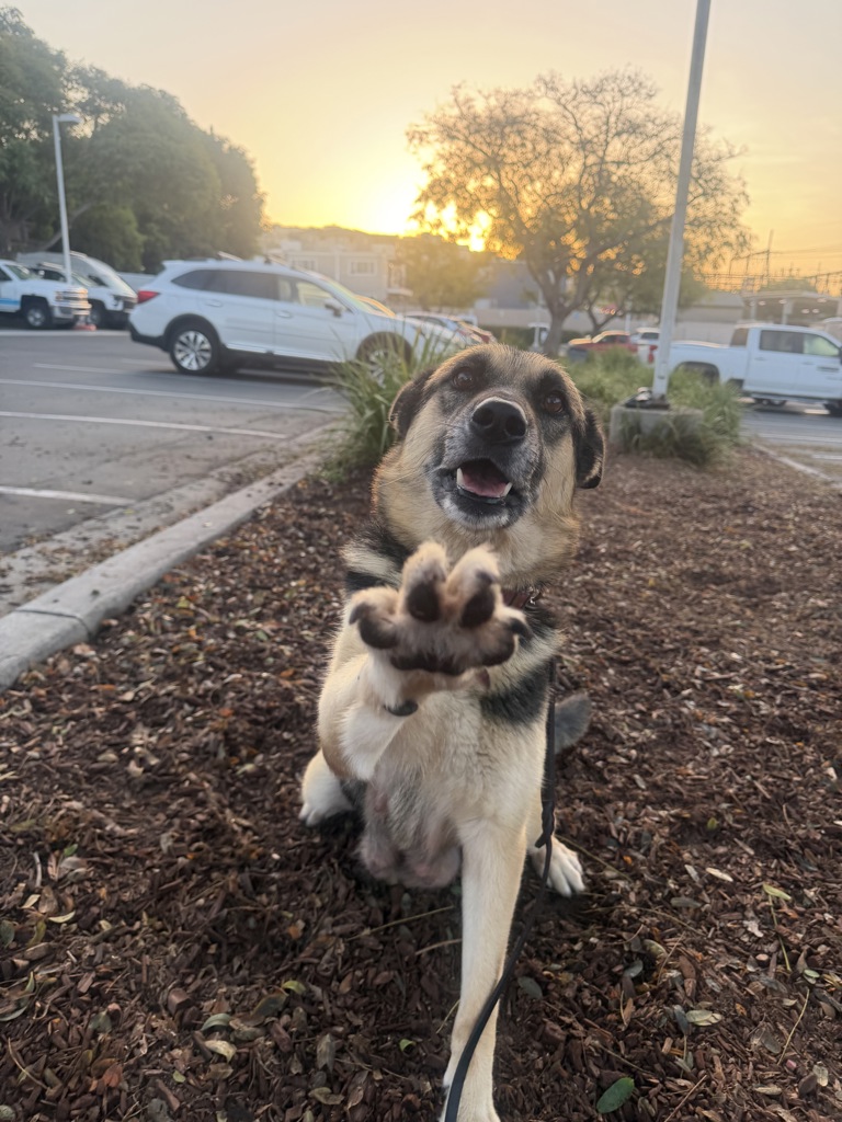 Shelter Stray Female Dog last seen Kurtz Street, San Diego, CA, 92110, 5500 Gaines St, San Diego, CA 92110, USA