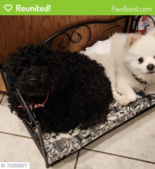 Reunited Female Dog last seen Grizzly Burgers, Acton, Acton, CA 93510