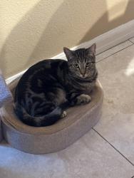 Lost Female Cat last seen Ebelden avenue and Calgrove, Santa Clarita, CA 91321