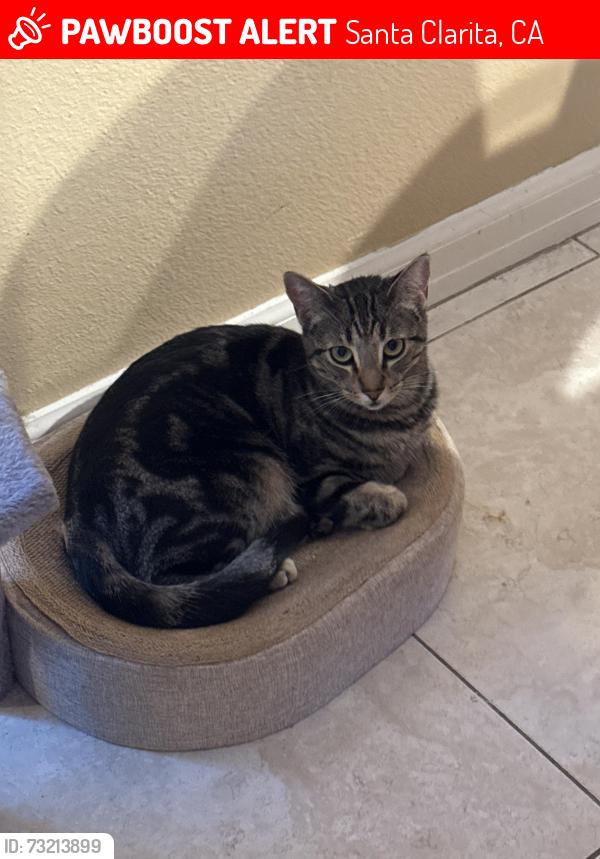 Lost Female Cat last seen Ebelden avenue and Calgrove, Santa Clarita, CA 91321
