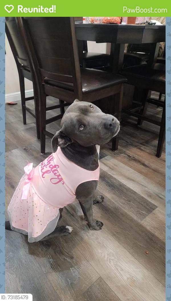Reunited Female Dog last seen Chrostimbers, Houston, TX 77016