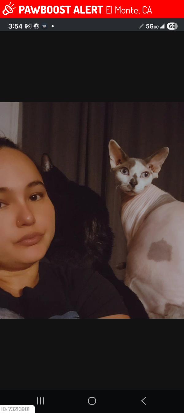 Lost Male Cat last seen Montecito and Lincoln ave, El Monte, CA 91731