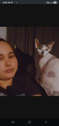 Lost Male Cat last seen Montecito and Lincoln ave, El Monte, CA 91731