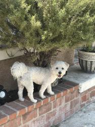 Reunited Male Dog last seen Near Compton and gage, Los Angeles, CA 90001