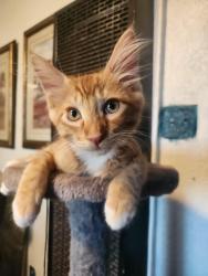 Reunited Male Cat last seen 40th street, Sacramento, CA 95817