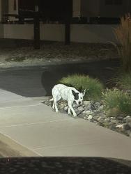 Found/Stray Female Dog last seen Last seen heading south, Salt Lake City, UT 84106