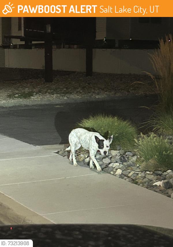 Found/Stray Female Dog last seen Last seen heading south, Salt Lake City, UT 84106
