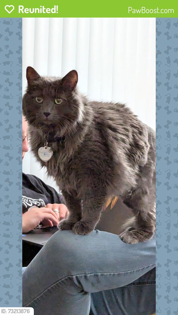 Reunited Male Cat last seen 7th St and Adams, East of Maverick Gas Station, Ogden, UT 84404