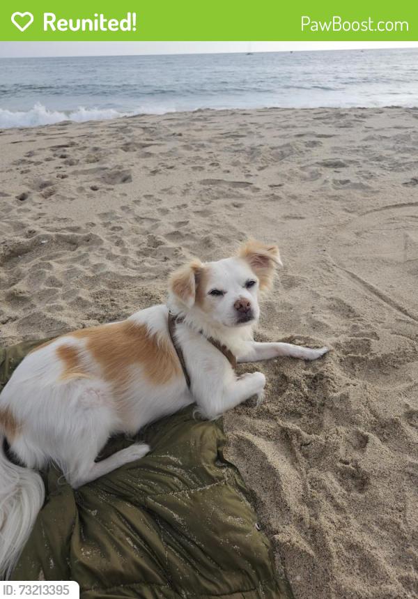 Reunited Male Dog last seen Glasgow Ave and Thornburn St., Los Angeles, CA 90045
