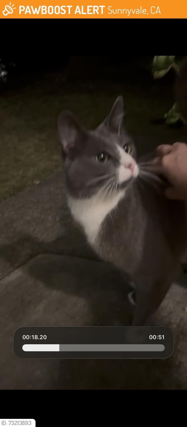 Found/Stray Unknown Cat last seen Golden oak dr Sunnyvale, Sunnyvale, CA 94086