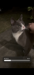 Found/Stray Unknown Cat last seen Golden oak dr Sunnyvale, Sunnyvale, CA 94086