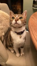 Lost Female Cat last seen Talbot road, Greater London, England 