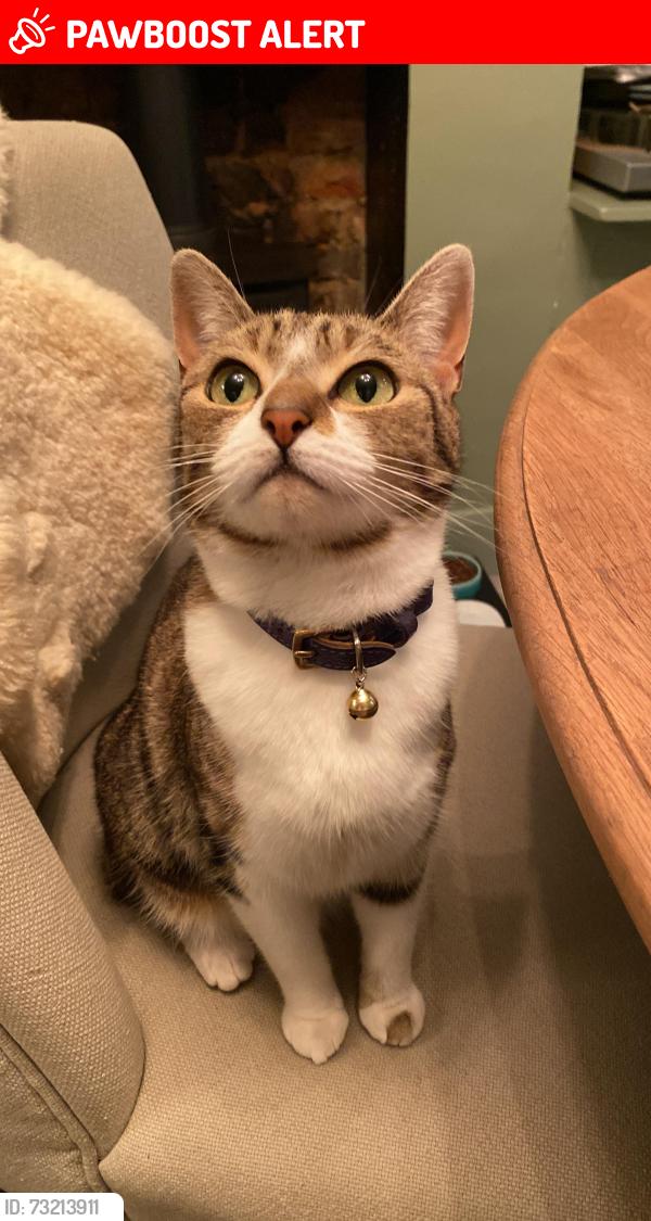 Lost Female Cat last seen Talbot road, Greater London, England 
