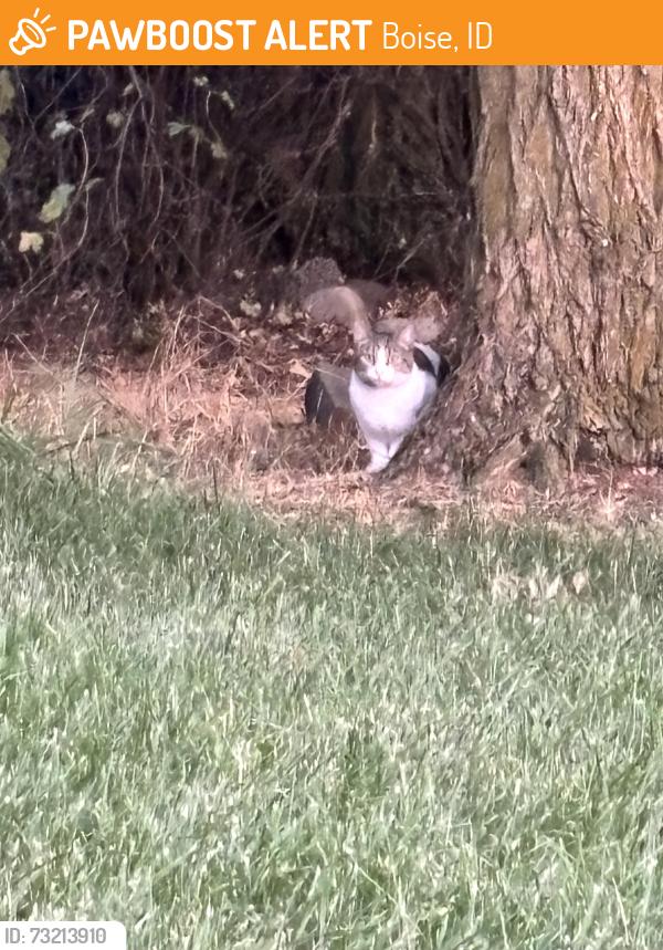 Found/Stray Unknown Cat last seen Hwy 21 @ Sandy Point. Just NW of Sandy Point, Boise, ID 83716