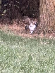 Found/Stray Unknown Cat last seen Hwy 21 @ Sandy Point. Just NW of Sandy Point, Boise, ID 83716