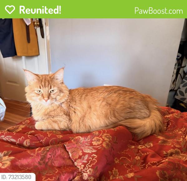 Reunited Male Cat last seen Negley and Columbo, by East Liberty Blvd, Pittsburgh, PA 15206