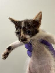 Shelter Stray Female Cat last seen NW 19 AVE & NW 187 TER, 3599 NW 79th Ave, Doral, FL 33122, USA