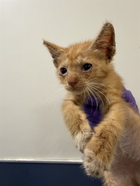 Shelter Stray Male Cat last seen NW 19 AVE & NW 187 TER, 3599 NW 79th Ave, Doral, FL 33122, USA