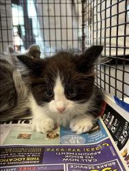 Shelter Stray Male Cat last seen , 11361 W Pico Blvd, Los Angeles, CA 90064, USA