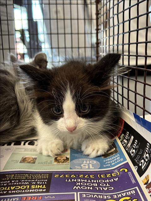 Shelter Stray Male Cat last seen , 11361 W Pico Blvd, Los Angeles, CA 90064, USA
