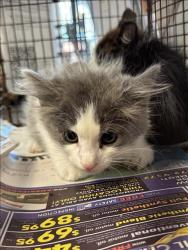 Shelter Stray Male Cat last seen , 11361 W Pico Blvd, Los Angeles, CA 90064, USA