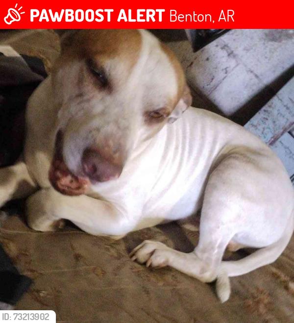 Lost Male Dog last seen Old Mary Kay plant. Hazel and River st., Benton, AR 72015
