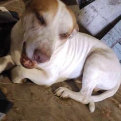Lost Male Dog last seen Old Mary Kay plant. Hazel and River st., Benton, AR 72015
