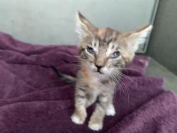 Shelter Stray Female Cat last seen ROANOKE AVE & CAMERON RD, 2127 Front St, Sacramento, CA 95818, USA