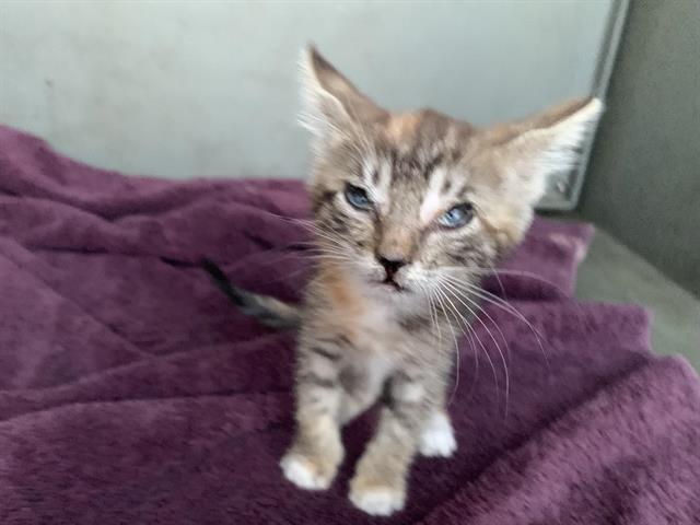 Shelter Stray Female Cat last seen ROANOKE AVE & CAMERON RD, 2127 Front St, Sacramento, CA 95818, USA